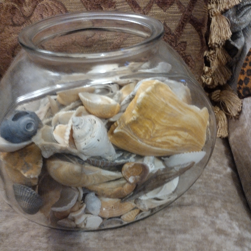 Huge Lot Of Sea Island, Ga Sea Shells